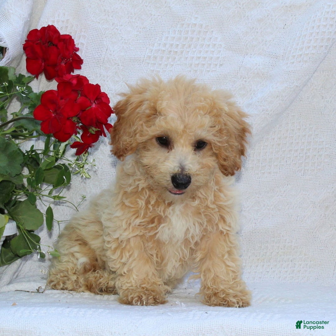 Bichpoo dogs for sale: Ernie - Image 1