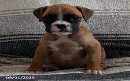 Boxer dogs for sale: Zoey - Image 2