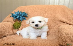 Bichon Frise dogs for sale: Kayla - Image 1