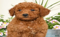 Miniature Poodle dogs for sale: Romeo - Image 9