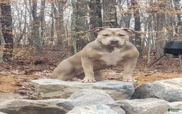 American Bully dogs for sale: Socks - Image 23