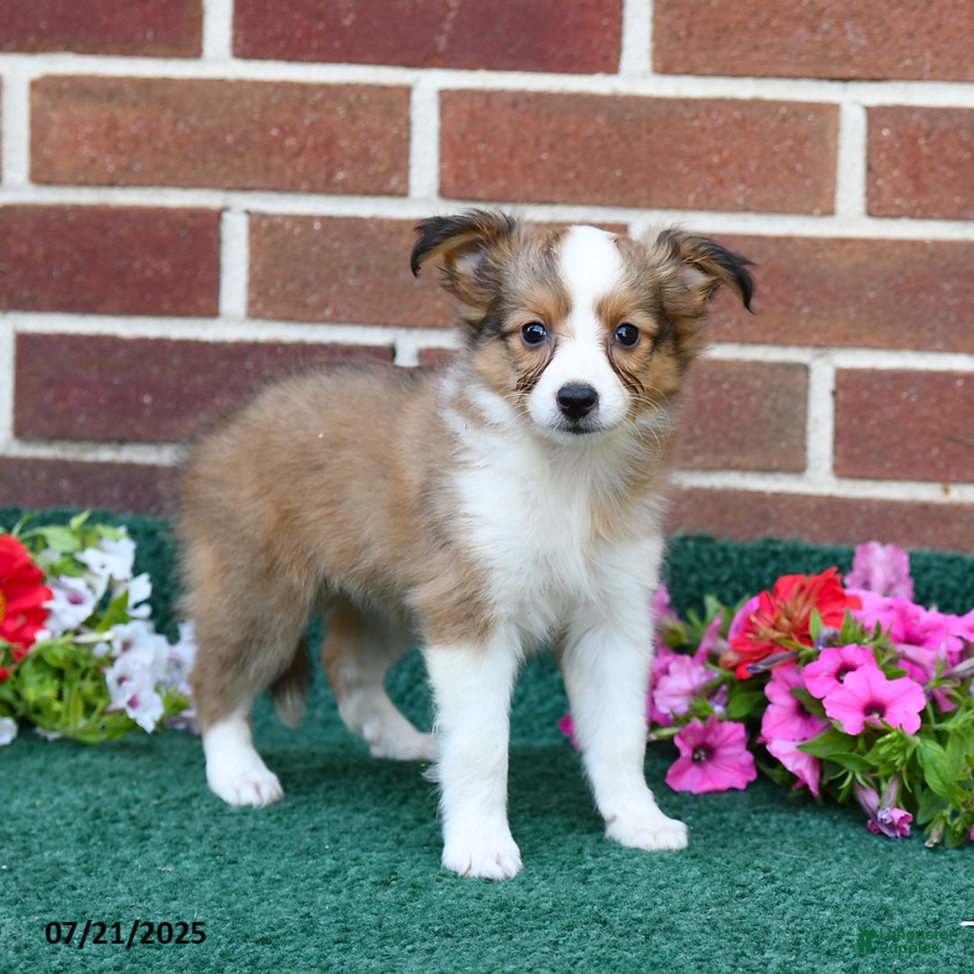 Shetland Sheepdog dogs for sale: Fern - Image 1