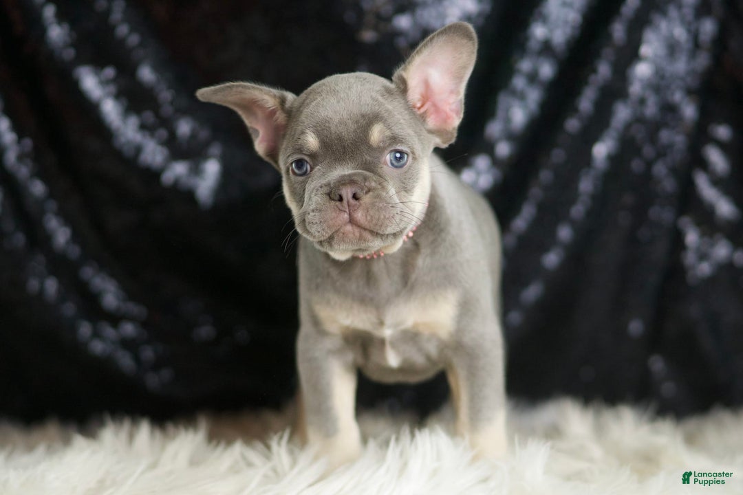 French Bulldog dogs for sale: Lilac - Image 4