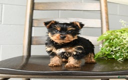 Yorkshire Terrier dogs for sale: Yorkshire Terrier 5 puppies - Image 5