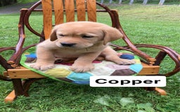 Labrador Retriever dogs for sale: Copper - Image 1