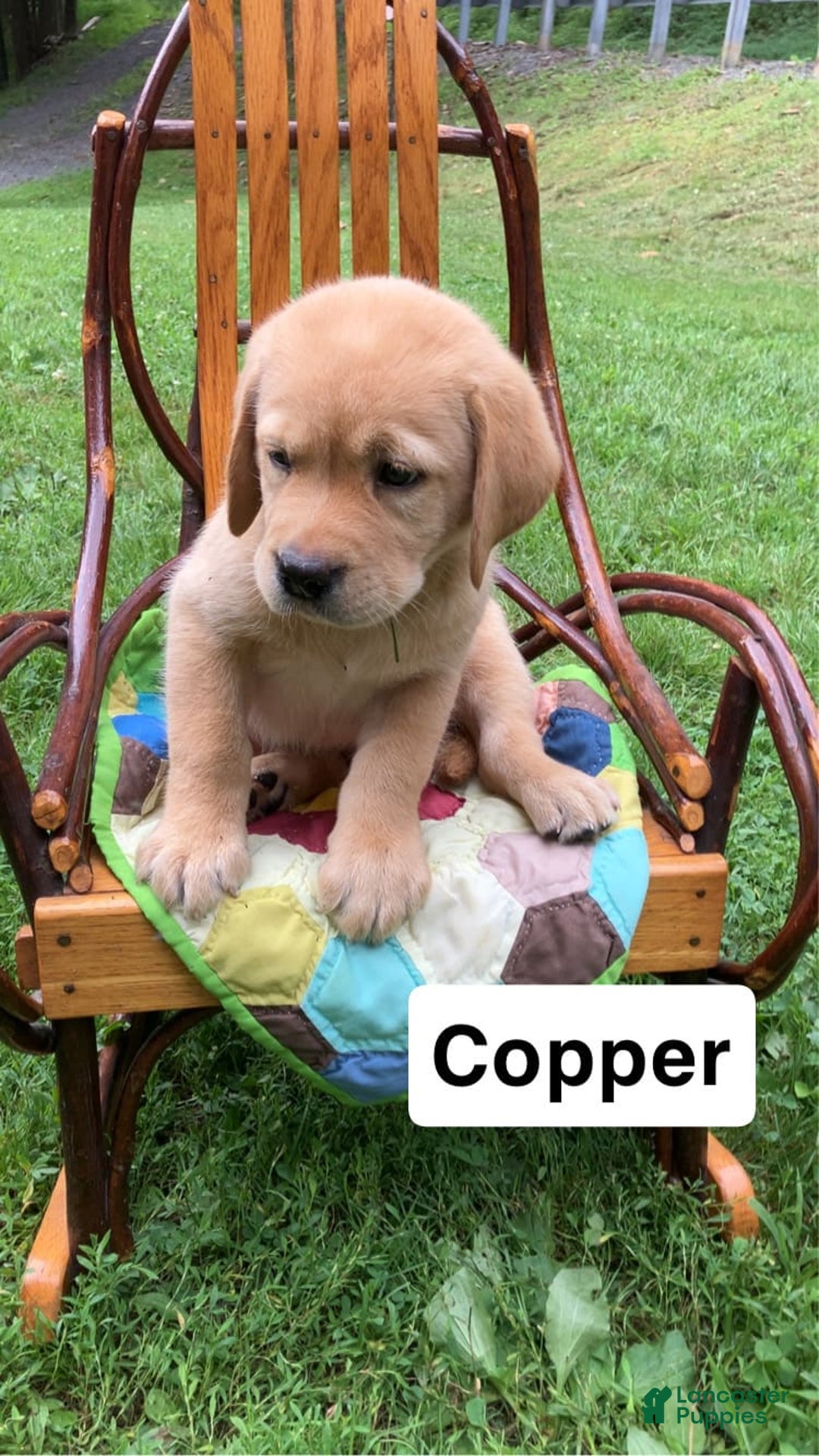 Labrador Retriever dogs for sale: Copper - Image 1