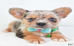 French Bulldog dogs for sale: Candy - Image 8