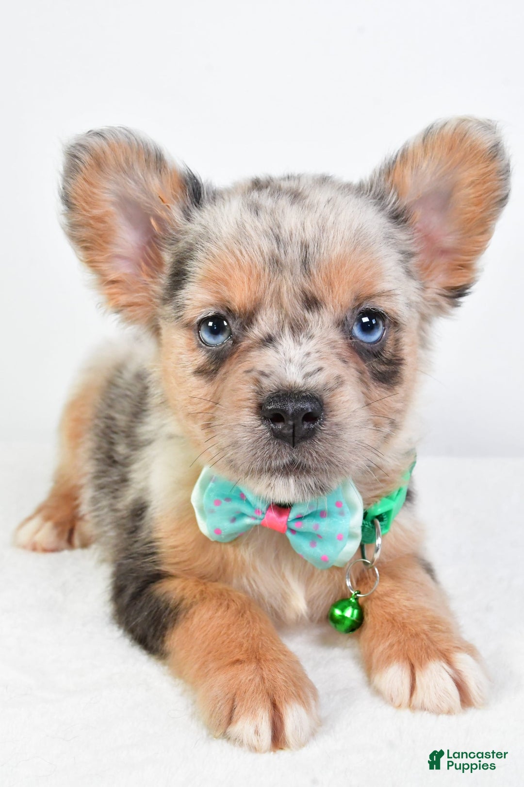 French Bulldog dogs for sale: Candy - Image 8