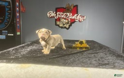English Bulldog dogs for sale: Boom - Image 5