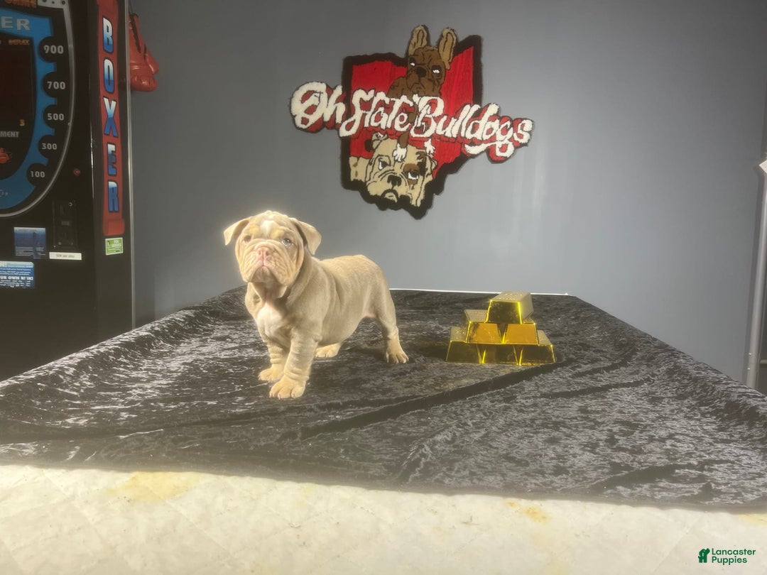 English Bulldog dogs for sale: Boom - Image 5