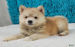 Pomsky dogs for sale: Diesel - Image 3