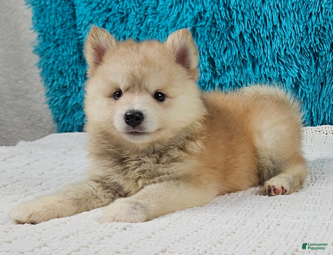 Pomsky dogs for sale: Diesel - Image 3
