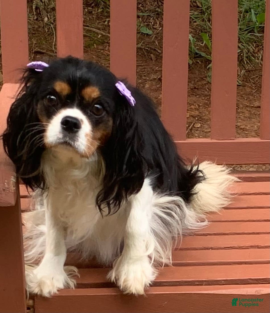 Cavalier King Charles Spaniel dogs for sale: Amy - Image 3