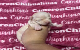 Chihuahua dogs for sale: Rose Short Coat - Image 4