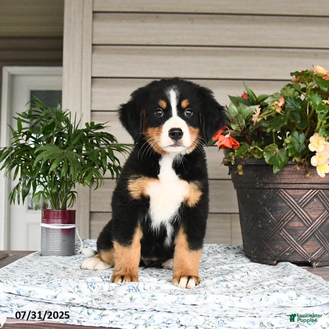 Bernese Mountain Dog dogs for sale: Blossom - Image 5