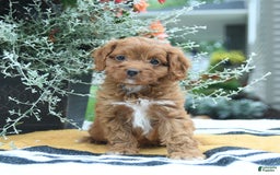 Cockapoo dogs for sale: Kayla - Image 4