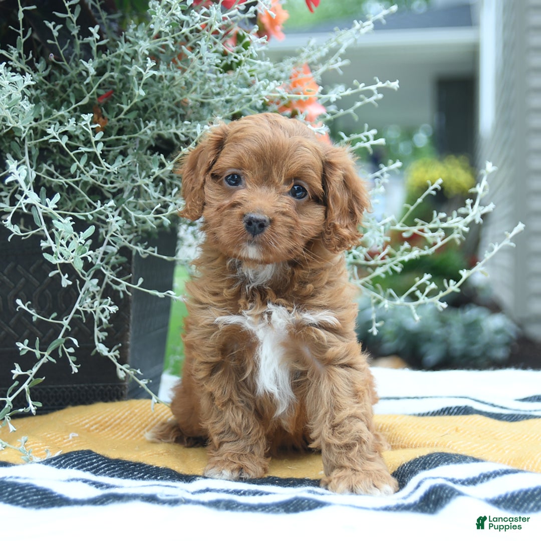 Cockapoo dogs for sale: Kayla - Image 4