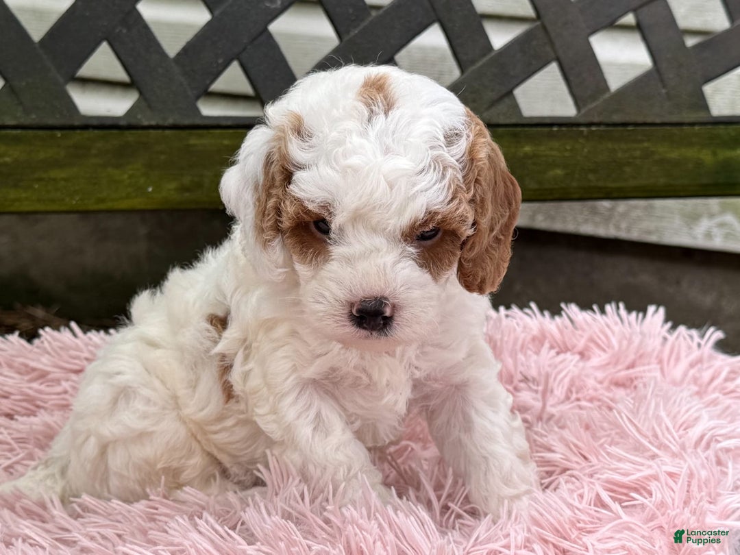Cavapoo dogs for sale: Bianca - Image 14