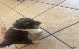 Shih Tzu dogs for sale: Baruch - Image 2