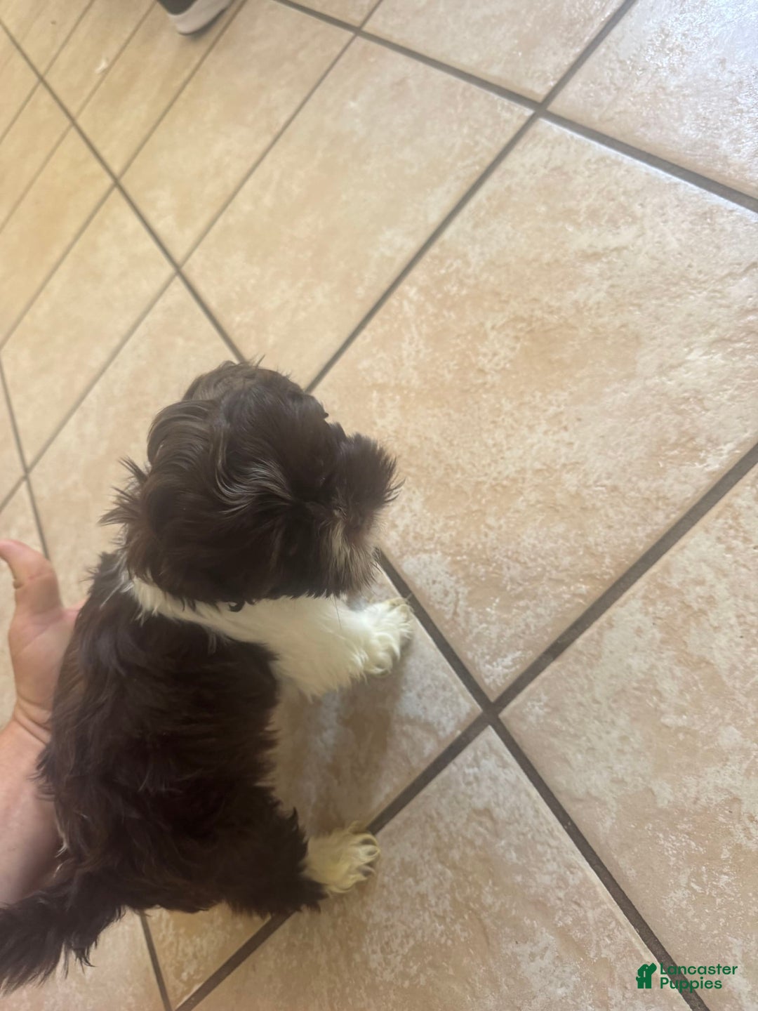 Shih Tzu dogs for sale: Baruch - Image 2