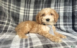 Cockapoo dogs for sale: Kam - Image 1
