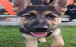 German Shepherd dogs for sale: Zeus - Image 3