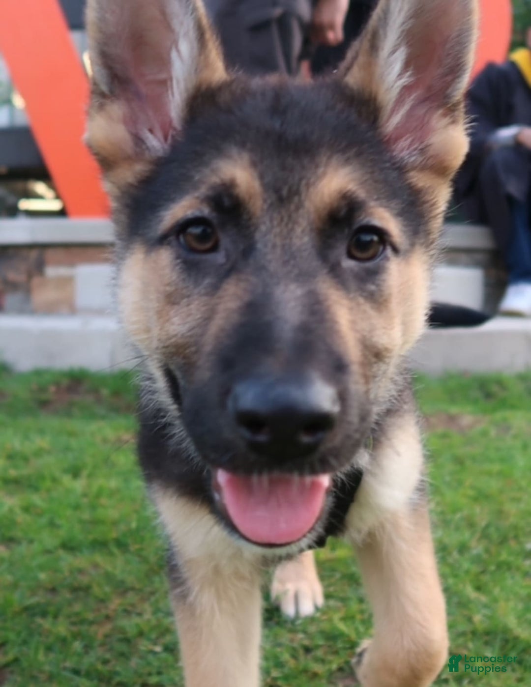 German Shepherd dogs for sale: Zeus - Image 3