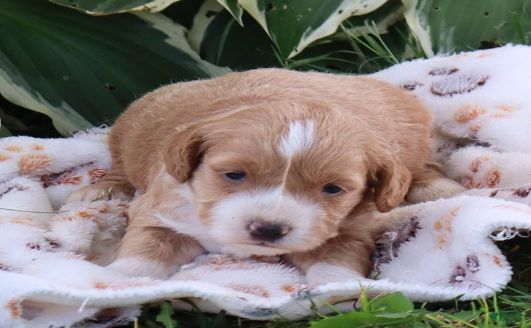 Mini Goldendoodle dogs for sale - Ad 2
