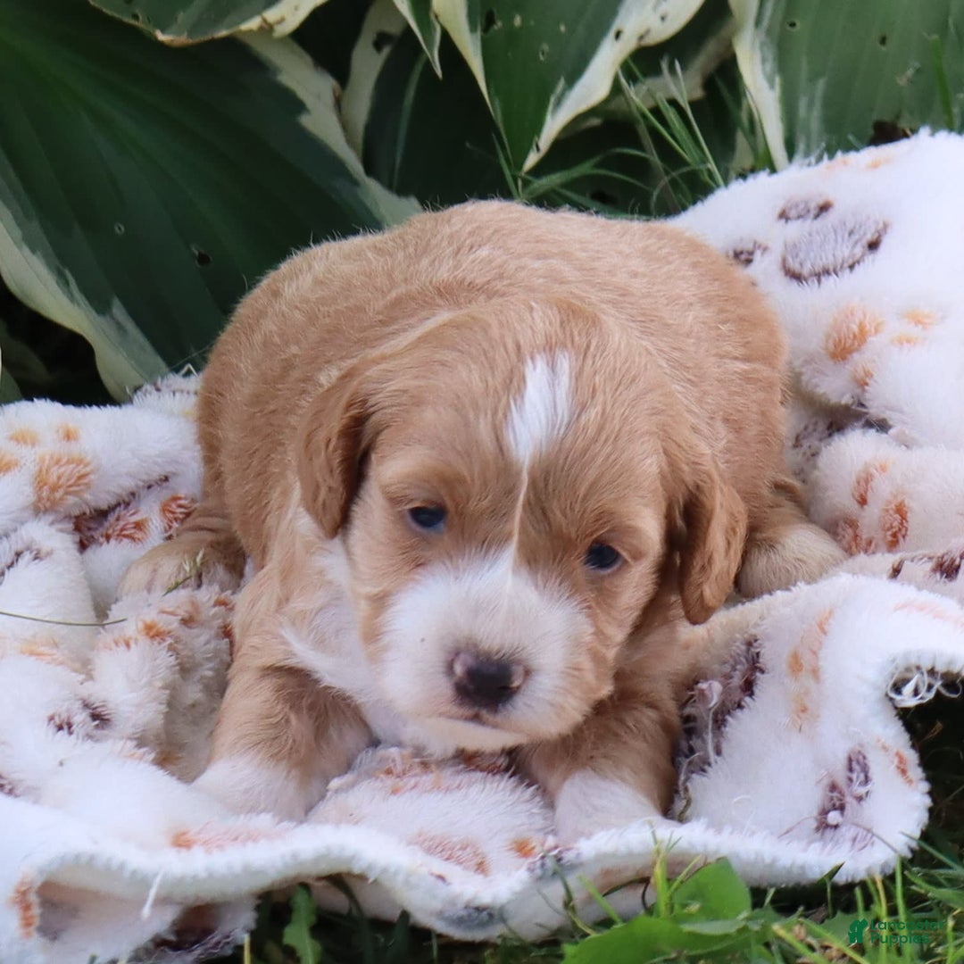 Mini Goldendoodle dogs for sale: Victor - Image 5
