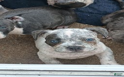 American Bully dogs for sale: Lookout - Image 5