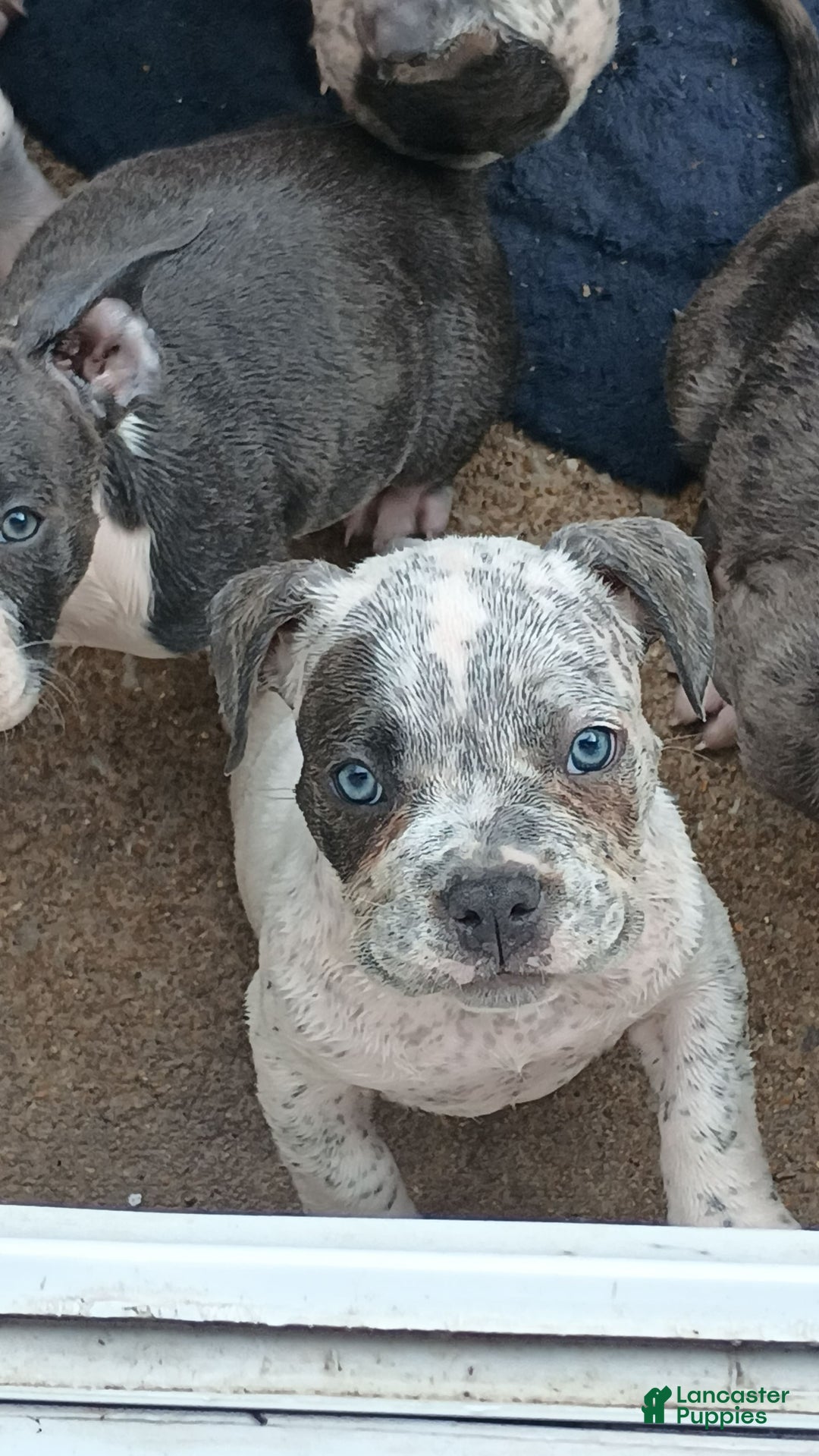 American Bully dogs for sale: Lookout - Image 5