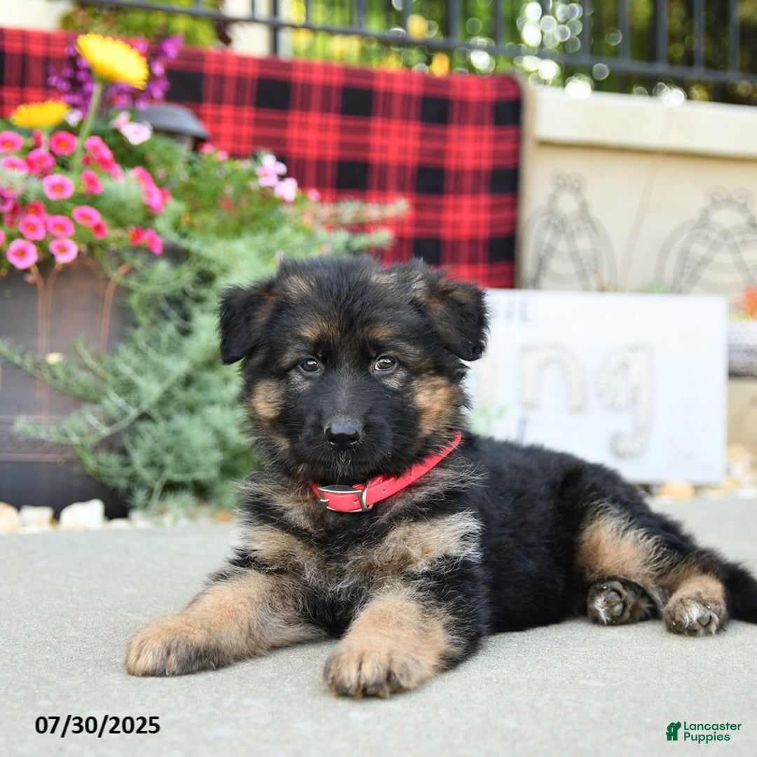 German Shepherd dogs for sale: Havana - Image 3