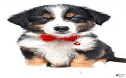 Australian Shepherd dogs for sale: Kylo - Image 1