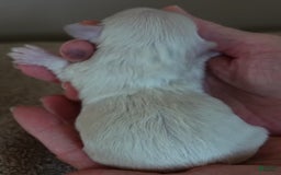 Maltese dogs for sale: Titan - Image 10