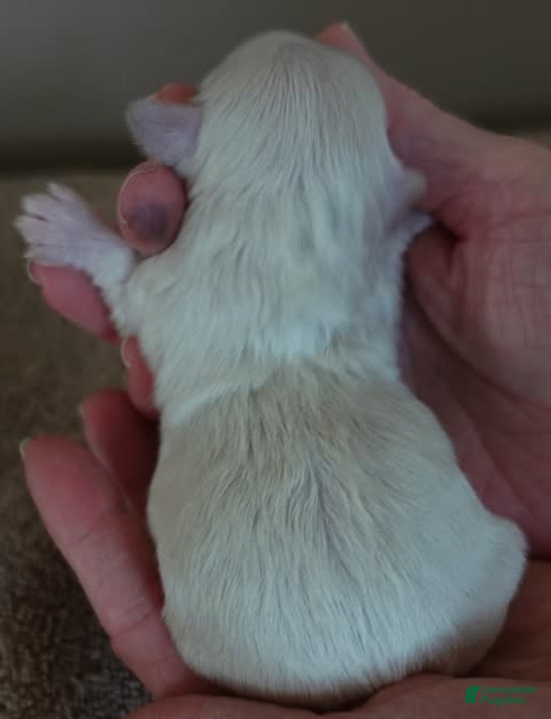 Maltese dogs for sale: Titan - Image 10
