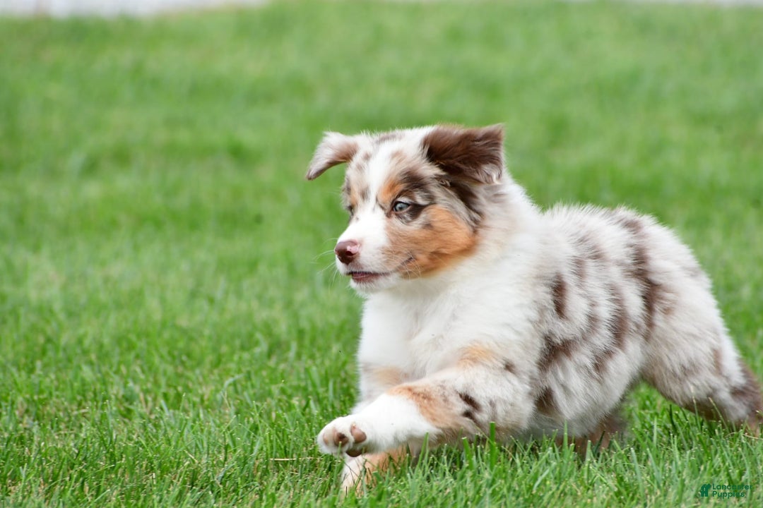 Australian Shepherd dogs for sale: Leo - Image 13