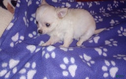 Chihuahua dogs for sale: Chester - Image 1