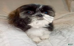 Shih Tzu dogs for sale: Teddy - Image 8