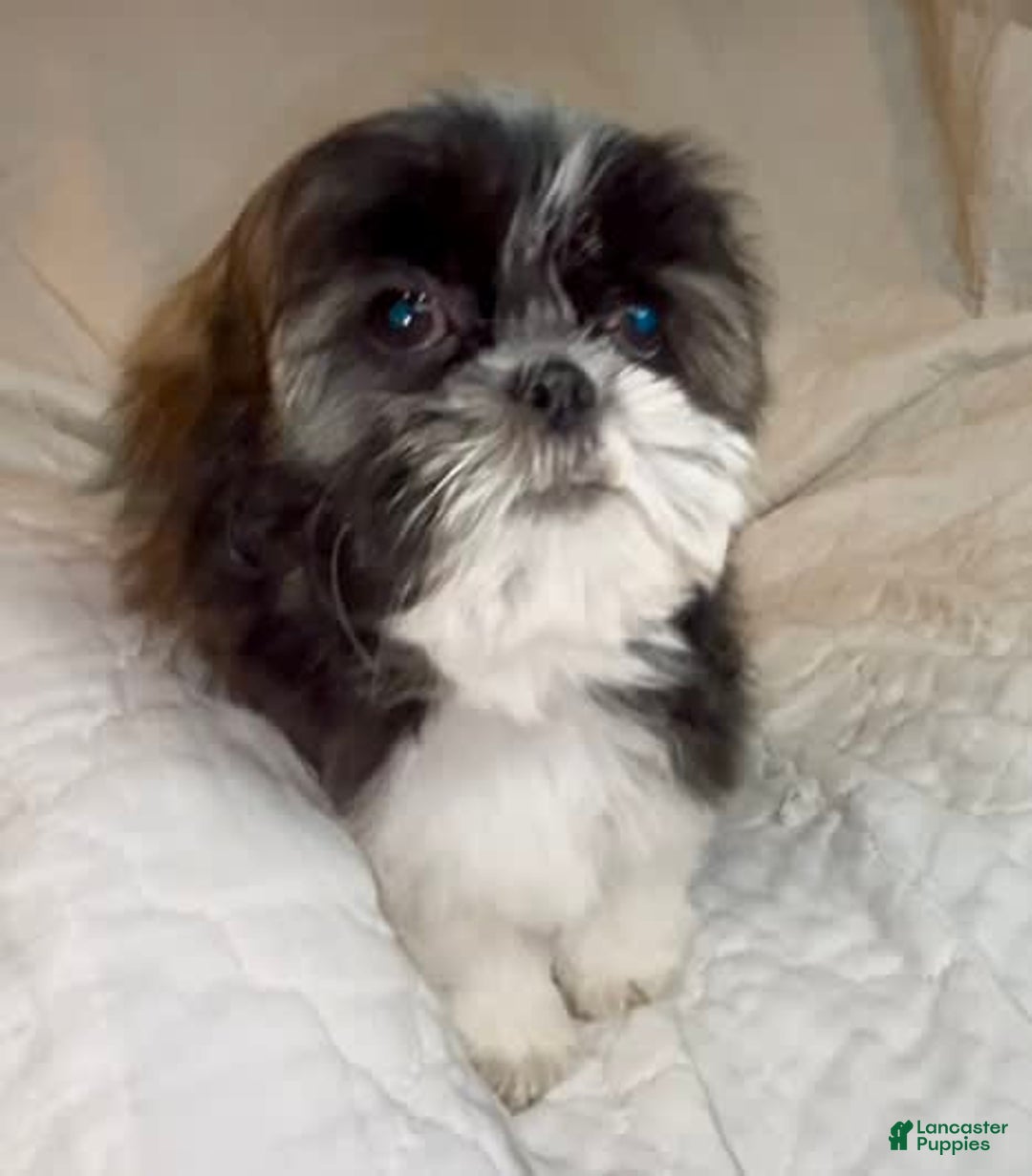 Shih Tzu dogs for sale: Teddy - Image 8