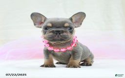 French Bulldog dogs for sale: Eleanor Akc - Image 3