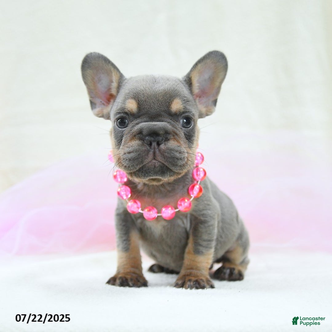 French Bulldog dogs for sale: Eleanor Akc - Image 3