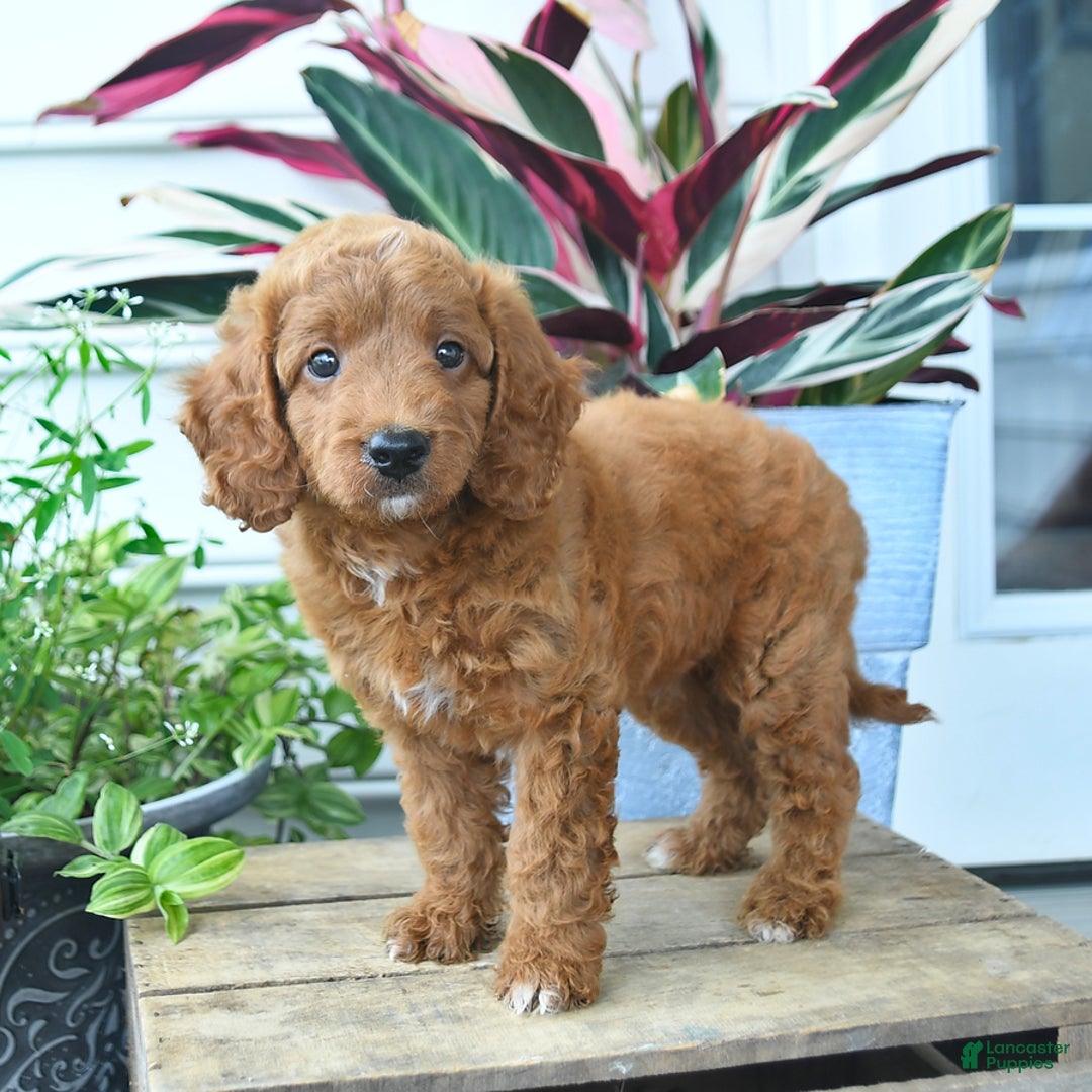 Mini Goldendoodle dogs for sale: Vinny - Image 1