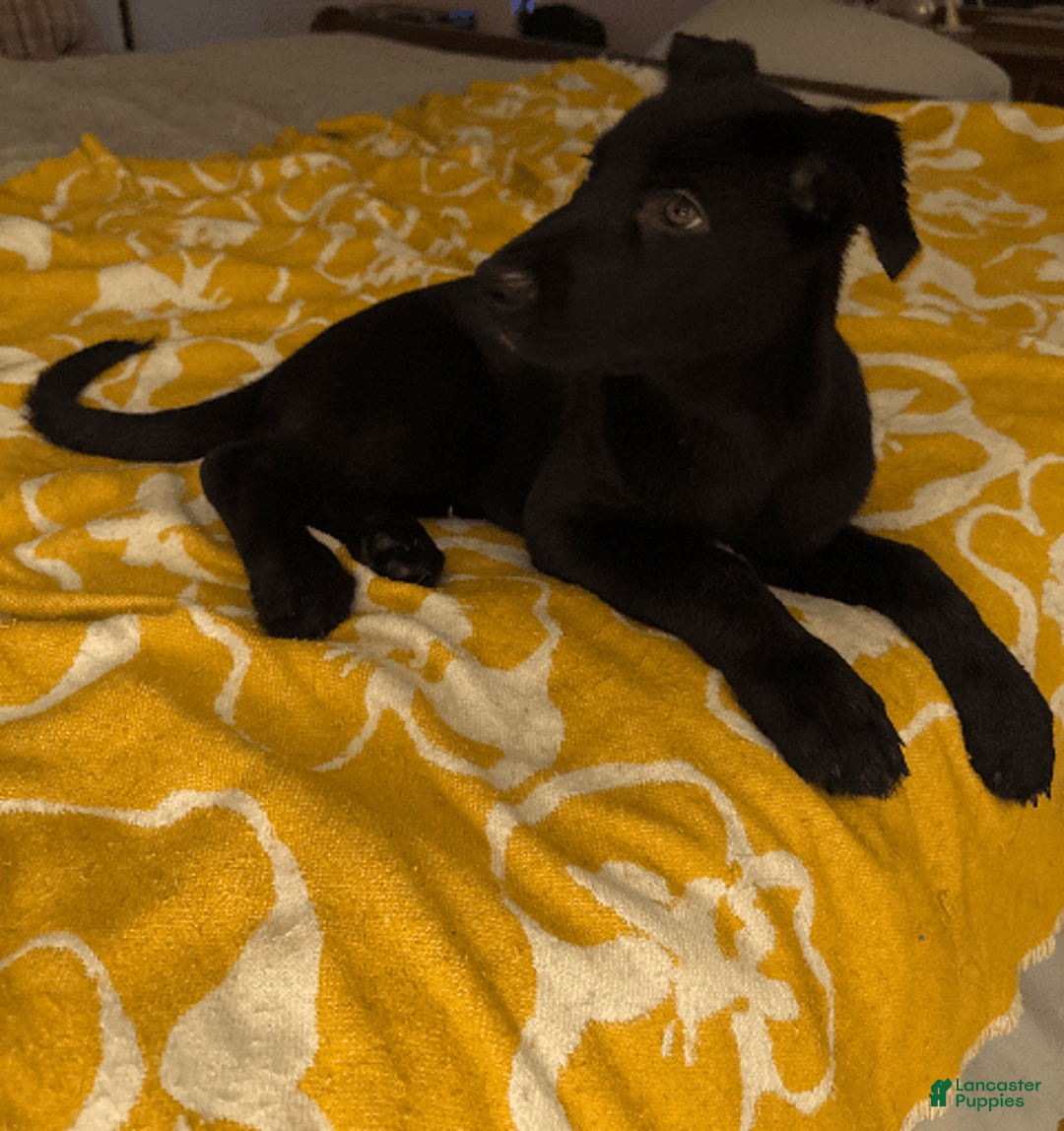 Belgian Malinois dogs for sale: Ula - Image 2