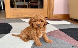 Cavapoo dogs for sale: Kaylee - Image 7