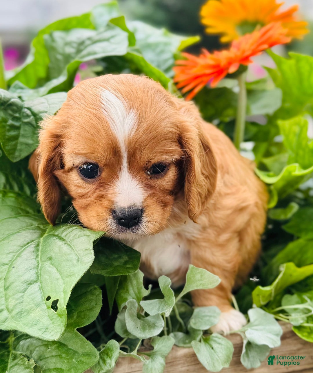 Cavalier King Charles Spaniel dogs for sale: Rex - Image 4
