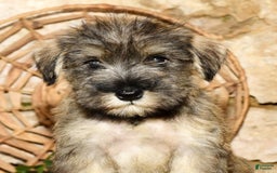 Miniature Schnauzer dogs for sale: Sugar - Image 1
