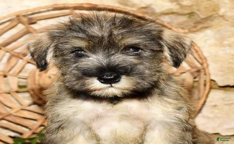 Miniature Schnauzer dogs for sale - Ad 2