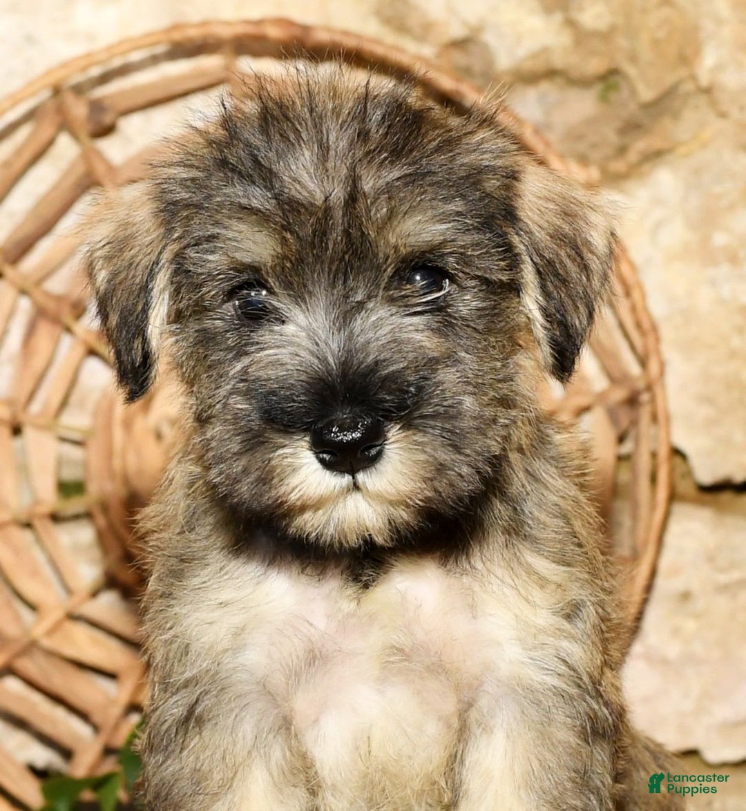 Miniature Schnauzer dogs for sale: Sugar - Image 1