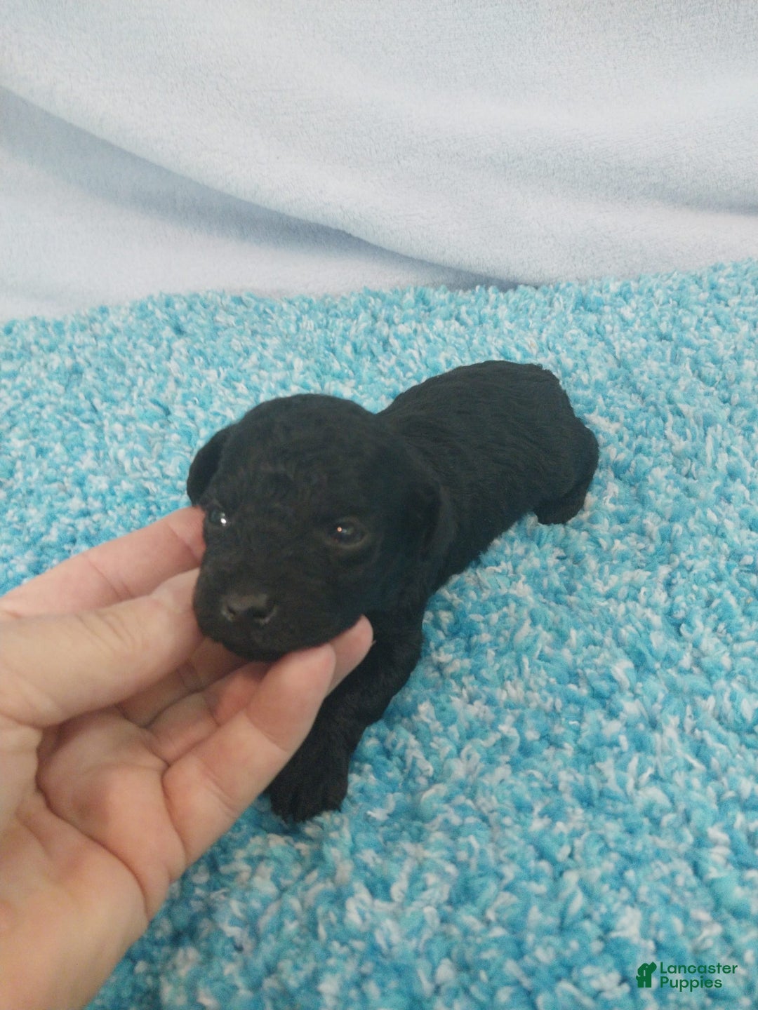 Toy Poodle dogs for sale: Derby - Image 4