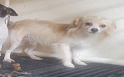 Chihuahua dogs for sale: Darcey - Image 14